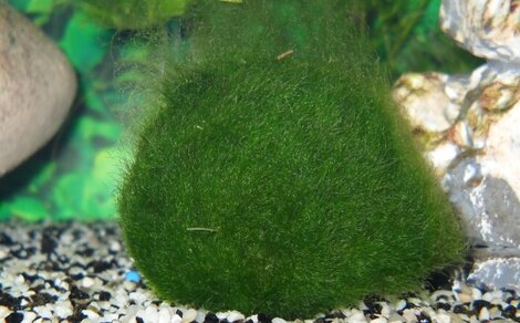 Clado Aegagropila linnaei