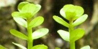 Ammannia sp bonzaï