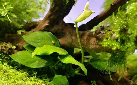 Anubia barteri nana