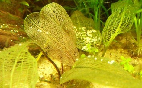 Aponogeton Madagascariensis