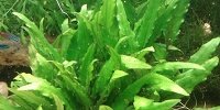 Cryptocoryne Wendtii