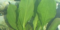 Echinodorus Grisebachii