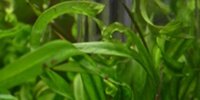 Echinodorus vesuvius