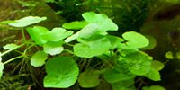 Hydrocotyle Leucocephala