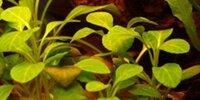 Lobelia Cardinalis