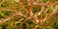 Ludwigia Brevipes