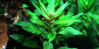 Ludwigia Glandulosa Perennis