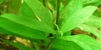 Hygrophila corymbosa