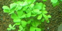 Trèfle d'eau nain Marsilea Crenata
