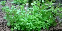 Micranthemum Umbrosum