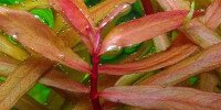Nesaea spec