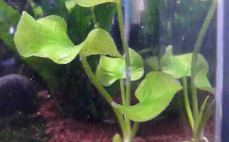 Nymphoides aquatica