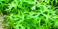 Ranunculus Inundatus