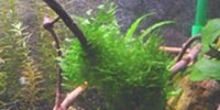 Pellia Monosolenium tenerum
