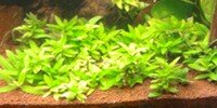 Staurogyne repens