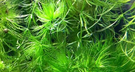 Cerato Ceratophyllum demersum