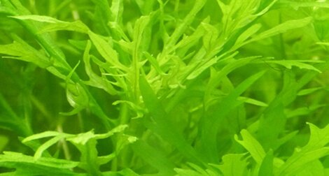 Hygrophila difformis