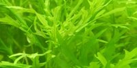 Hygrophila difformis