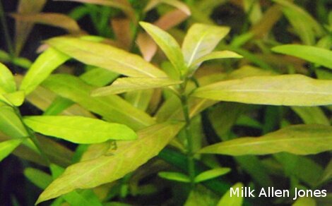 Hygrophila polysperma