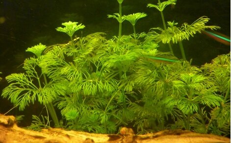 Limnophila sessiliflora