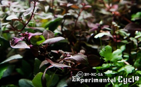 Ludwigia repens