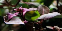 Ludwigia repens