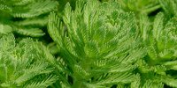 Myriophyllum aquaticum
