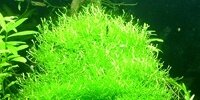 Riccia Fluitans