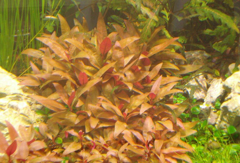Alternanthera Rosaefolia rouge