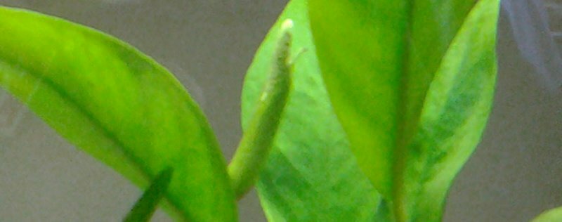 Anubia barteri var. angustifolia floraison