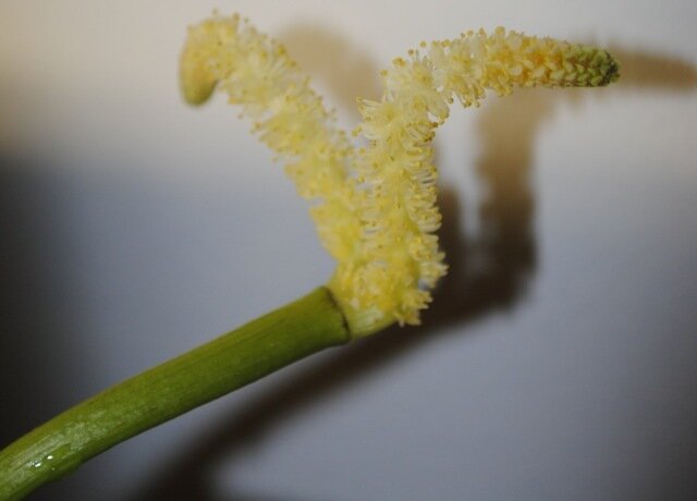 Fleur de l'Aponogeton Ulvaceus