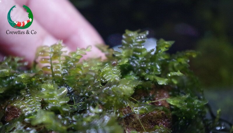 Plantation de la Cameroon Moss