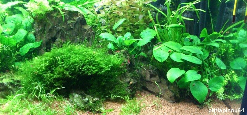 Plantation de la Fissidens fontanus