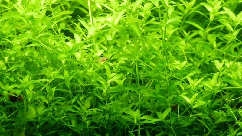 Alevin dans l'Hemianthus micranthemoides
