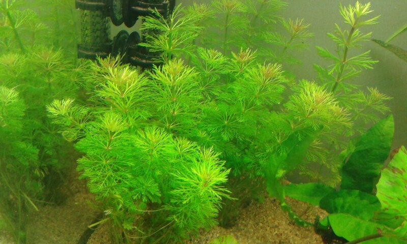 Limnophila Sessiliflora