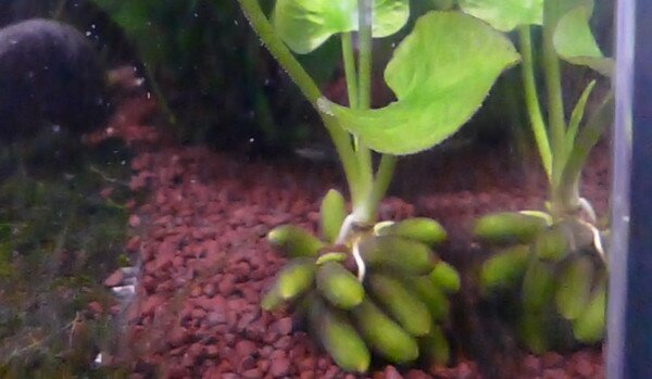 Les bananes de la Nymphoides aquatica
