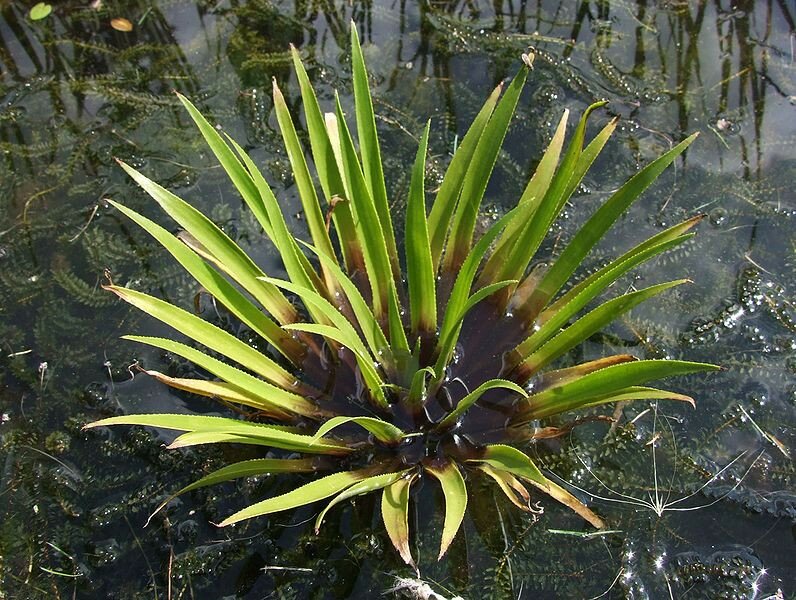 Une plante flottante