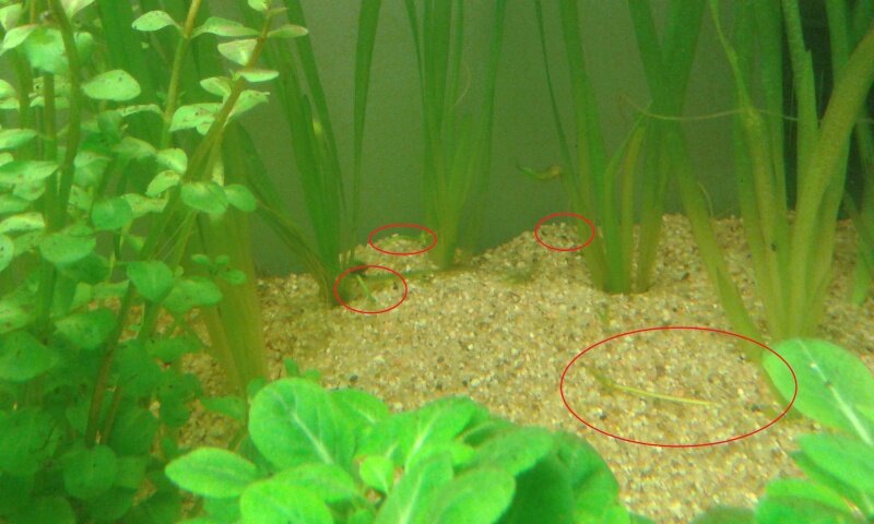 Stolons de Vallisneria