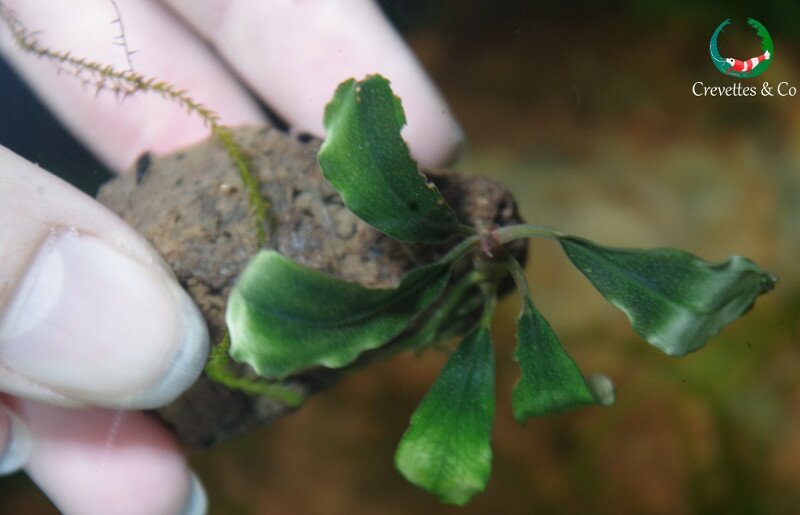 Plantation de la bucephalandra