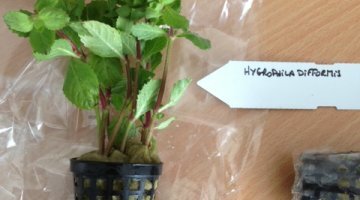 Hygrophila Difformis qui a été cultivée émergée