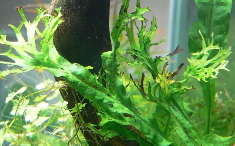 Nécrose de la <em>Microsorum pteropus</em>