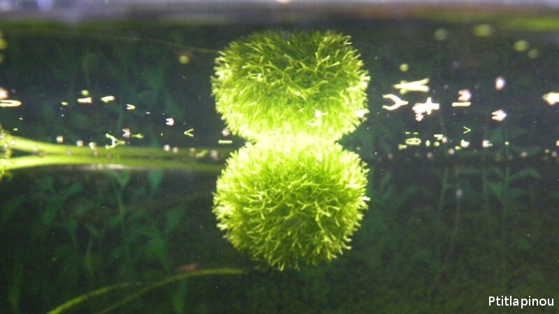 Riccia flottante