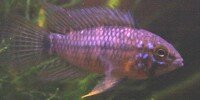 Apistogramma acrensis