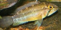 Apistogramma atahualpa