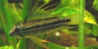 Apistogramma bitaeniata