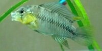 Apistogramma borellii