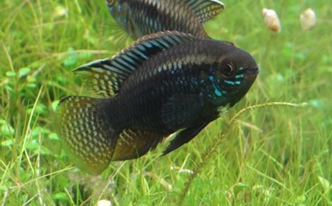 Laetacara curviceps