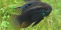 Laetacara curviceps