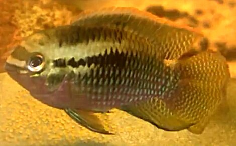 Laetacara dorsigera