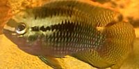 Laetacara dorsigera